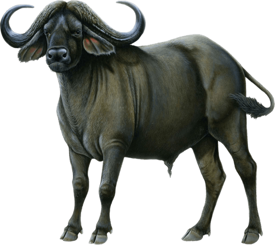 Buffalo PNG