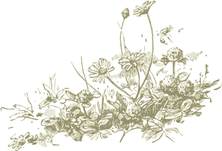Wild Flower PNG