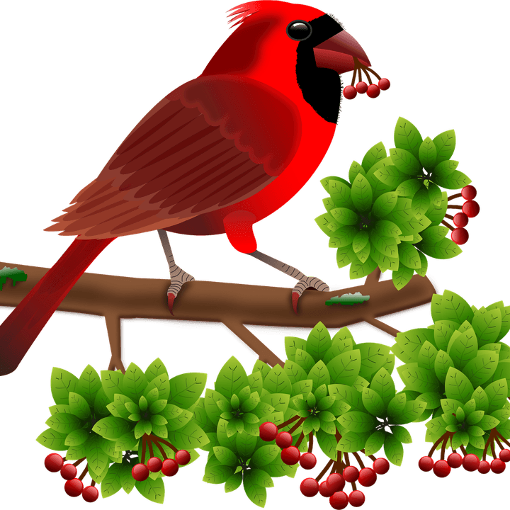Cardinal Bird PNG