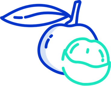 Longan PNG