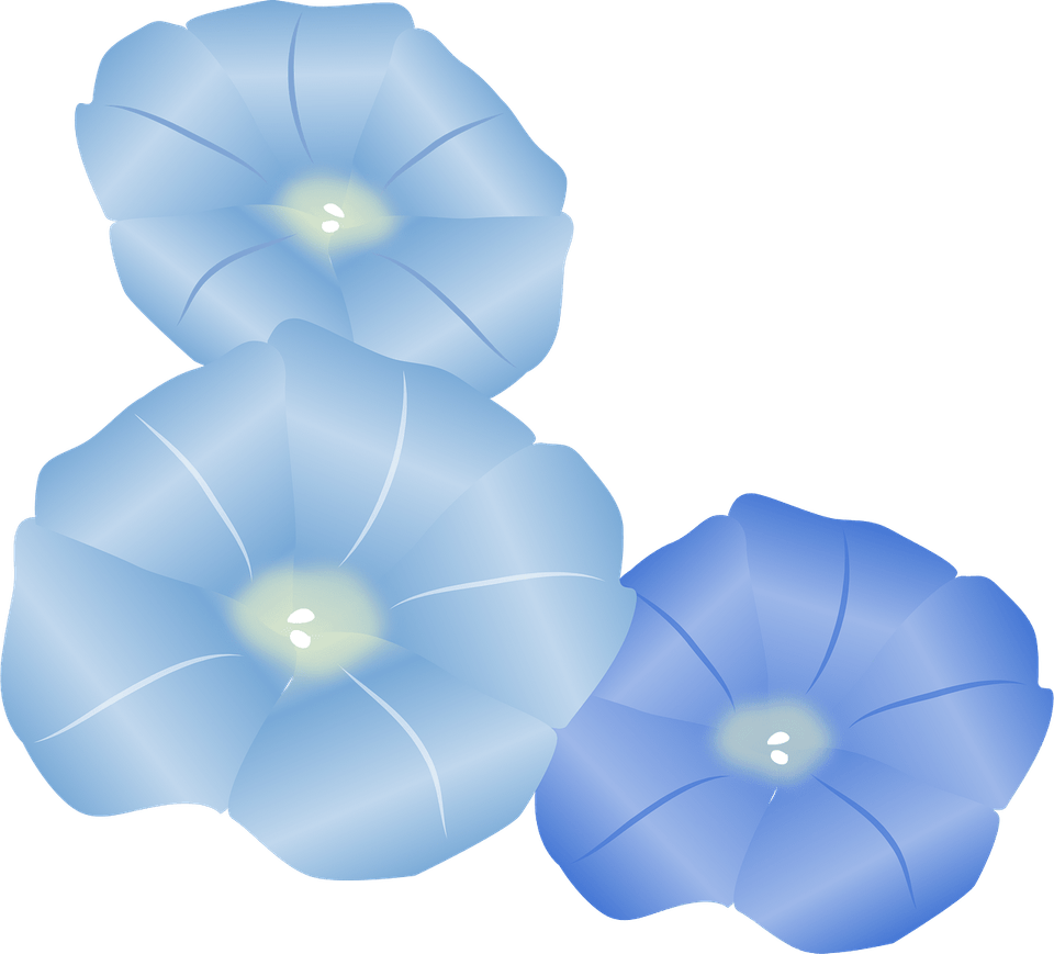 Morning Glory Flower PNG