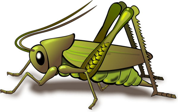 Grasshopper PNG