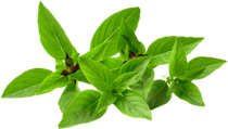 Basil PNG