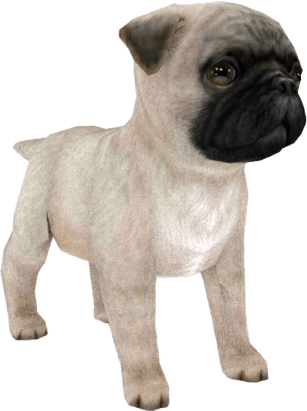 Pug PNG