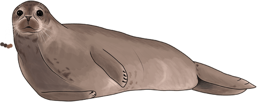 Harbor Seal PNG