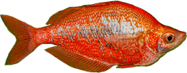 Rainbow Fish PNG
