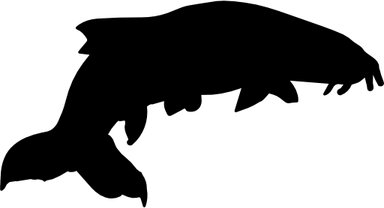 Fish Silhouette PNG
