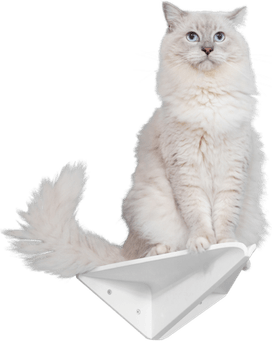 Ragdoll Cat PNG