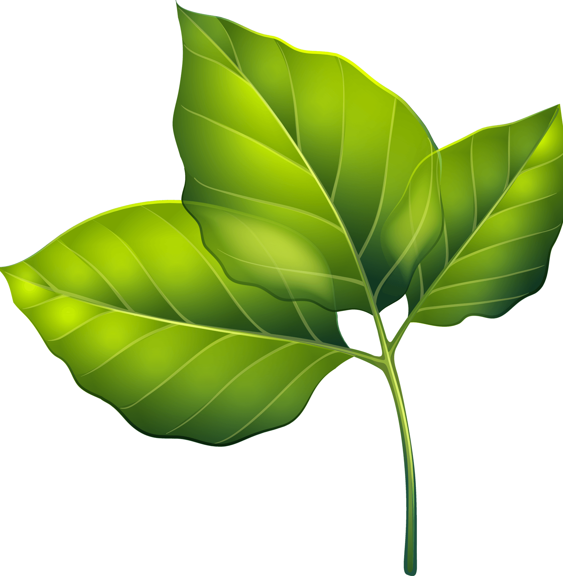 Green Leaves PNG