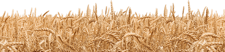 Wheat Field PNG