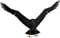 Bald Eagle PNG