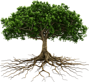 Tree Roots PNG