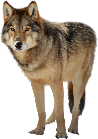 Wolf PNG