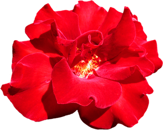 Red Flower PNG