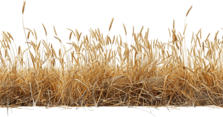 Autumn Grass PNG