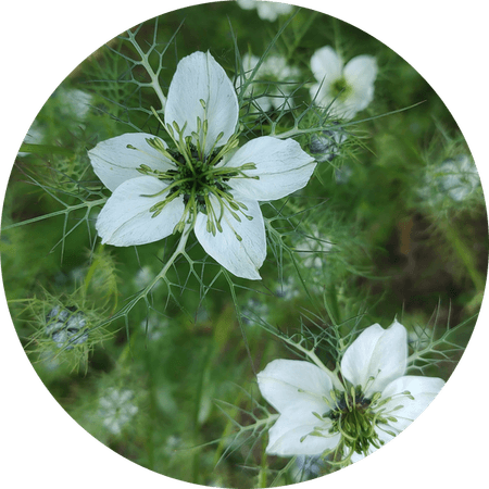 Nigella Flower PNG