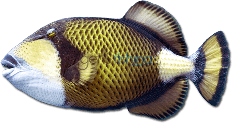 Trigger Fish PNG