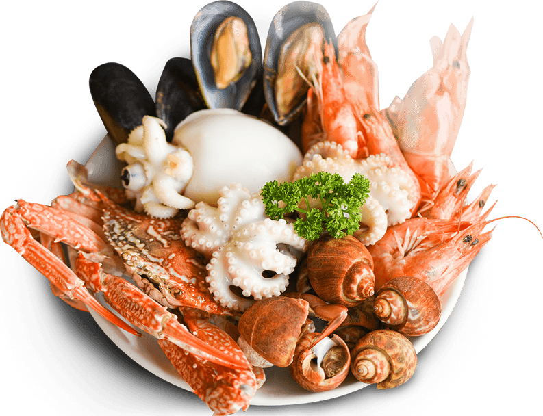 Shell Fish PNG