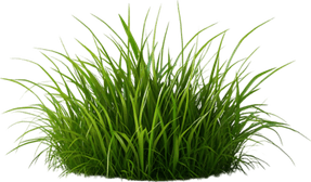 Ornamental Grass Plan PNG